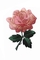 4&quot; colore su ordinazione del confine di Rose Embroidery Iron On Patch Merrowed di rosa